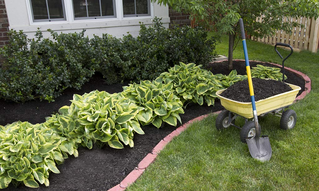 Wheelbarrow full of mulch