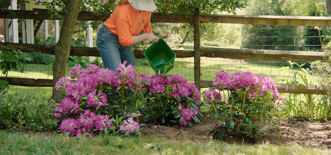 Woman watering newly planted shrubs