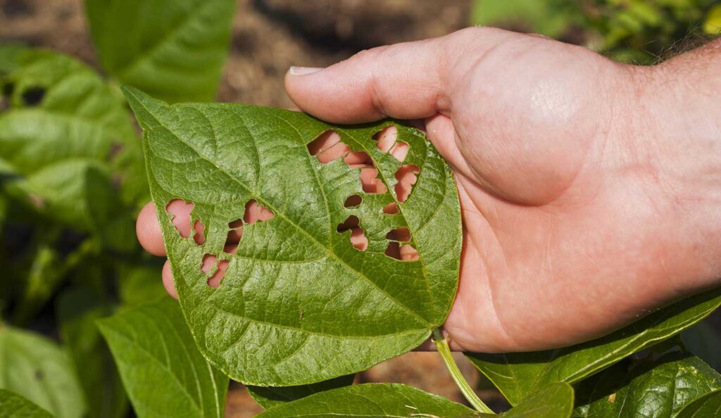 Man holding leaf that has been eaten by insects