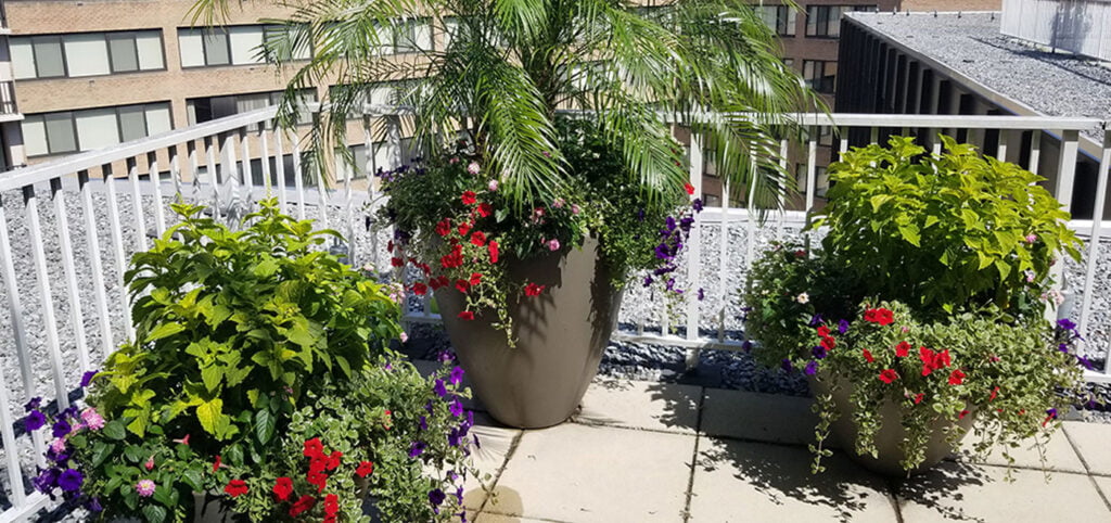 Plants on a rooftop condo deck