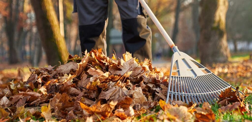 Raking Leaves in the Fall